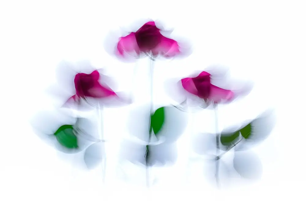 we show you how to create dancing flowers with icm