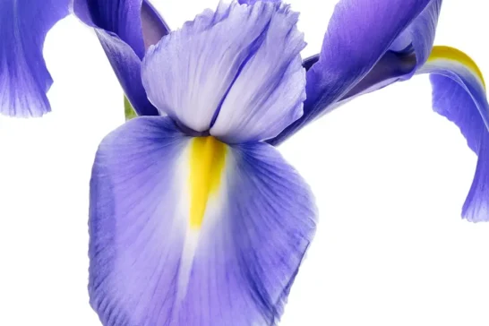 we show you how to focus stack flowers in our photography courses