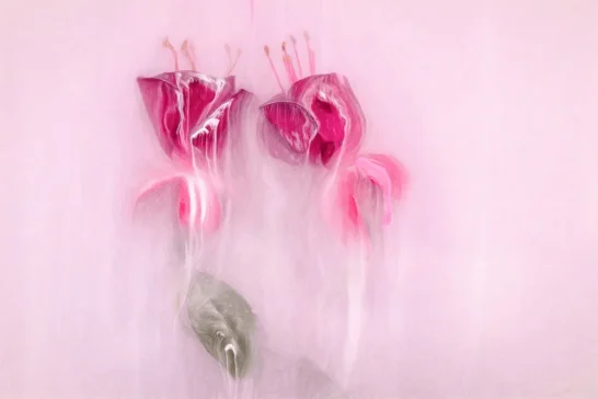 wow your camera club and join our online creative flower photography courses