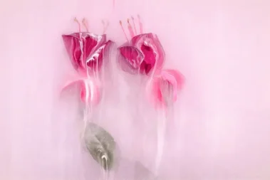 learn how to paint flowers with paint and photography them in our online lessons