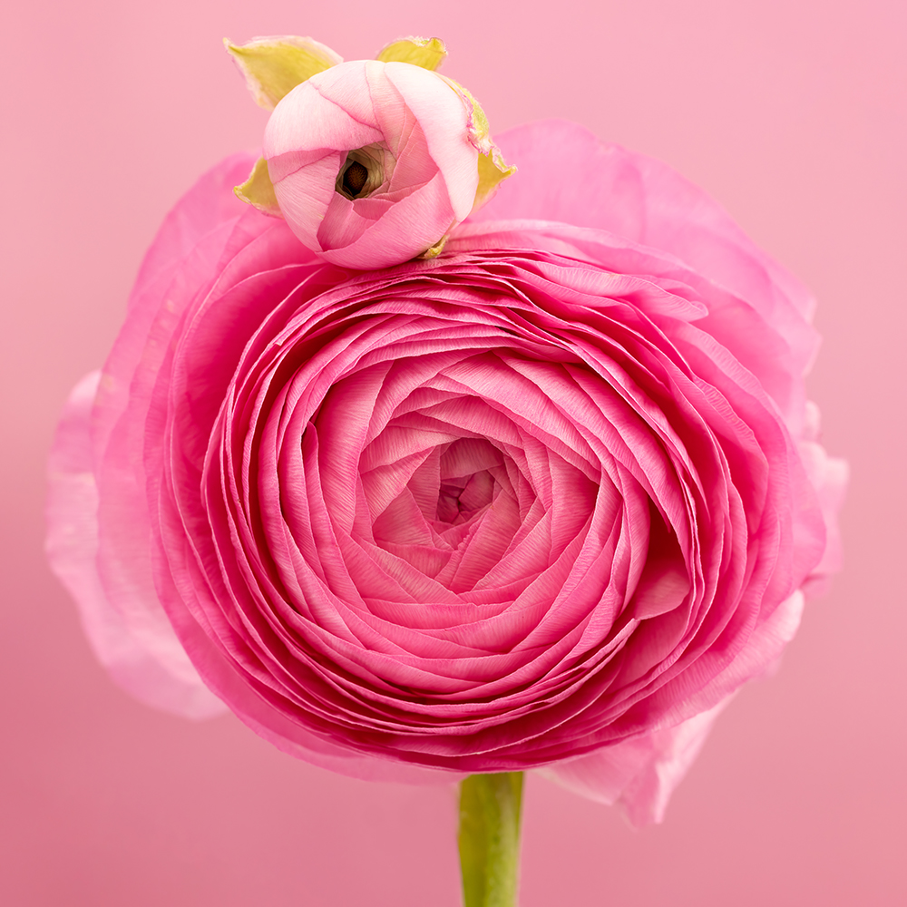 learn flower photography in australia with cheryl eagers