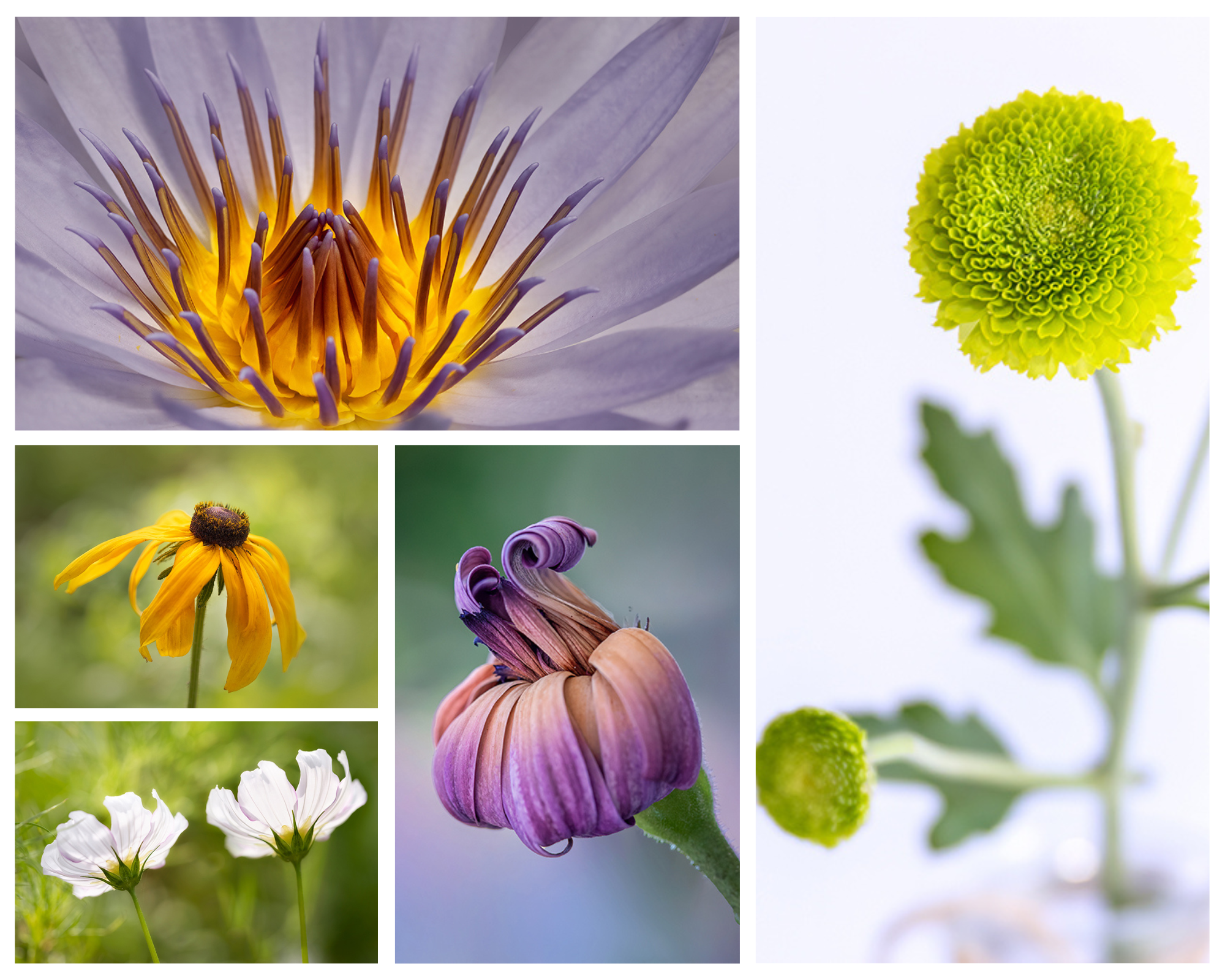 flower photography online and in person courses queensland australia
