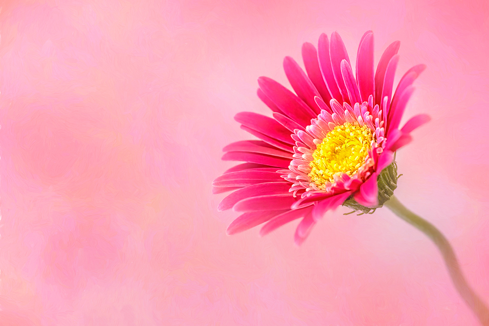 flower photography the results are amazing Super Starlet