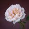 CAC MYROSES 0009 Peach Fusion velvet 56