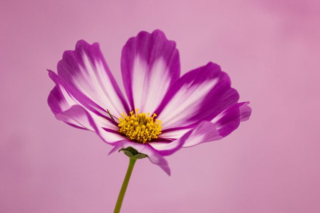 post processing for flower photography steps