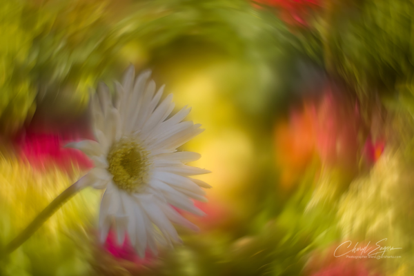Gerbra Dreams created by flower photographer cheryl eagers with helios lens