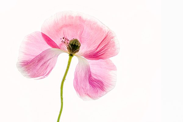 create xray like vision in translucent flower photography