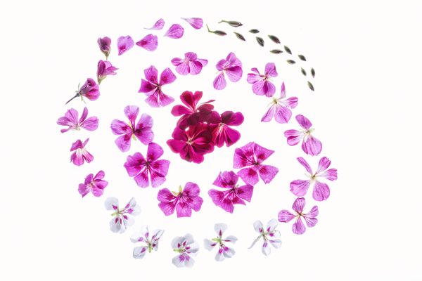 learn how to photography on a lightbox using flowers