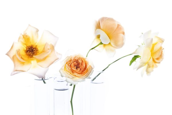 photographing flowers on a lightbox for transparency