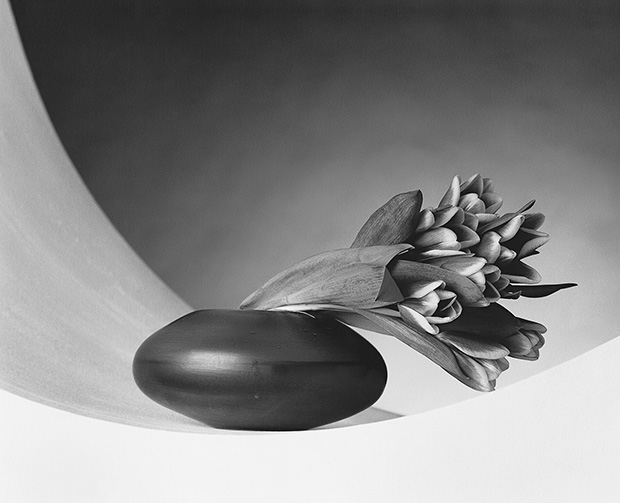 robert mapplethorpe