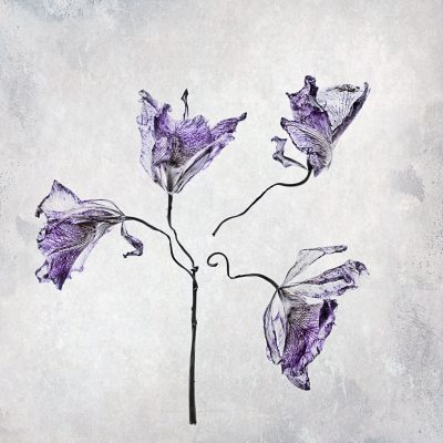 unique flower photography for transparent petals