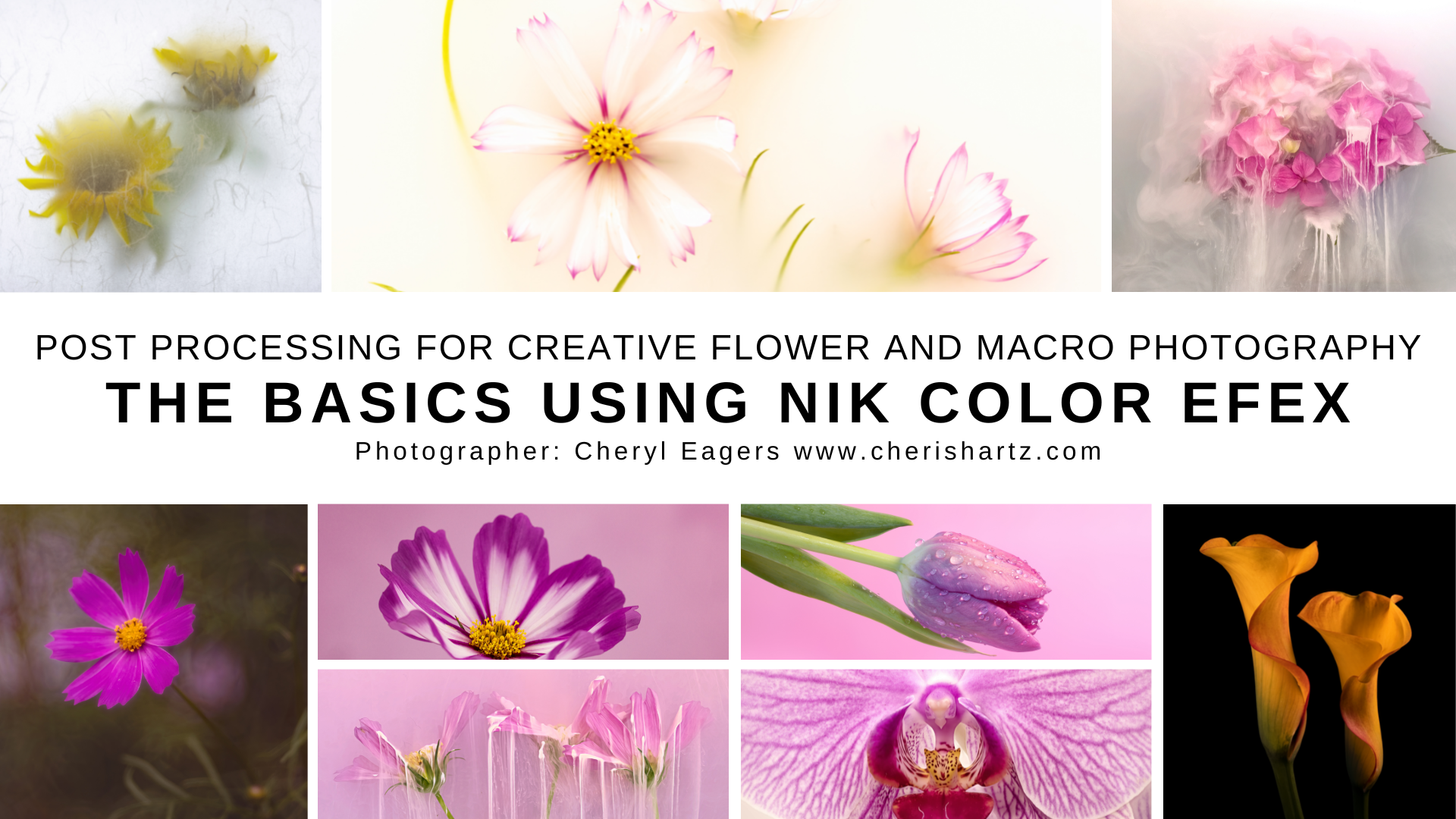 LEARN HOW TO USE NIK COLOUR EFEX DXO FOR YOUR MACRO FLOWER PHOTOGRAPHY
