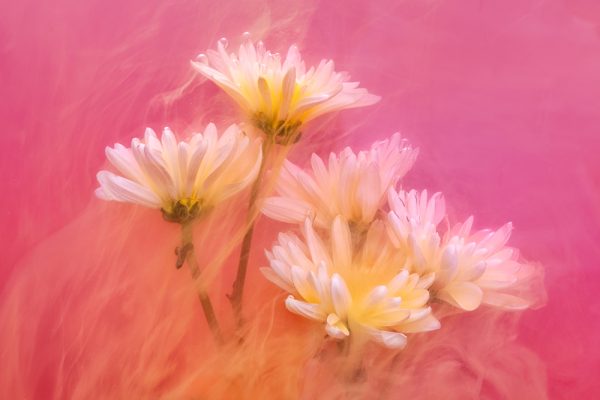 learn how to create art photography using flowers as subjects